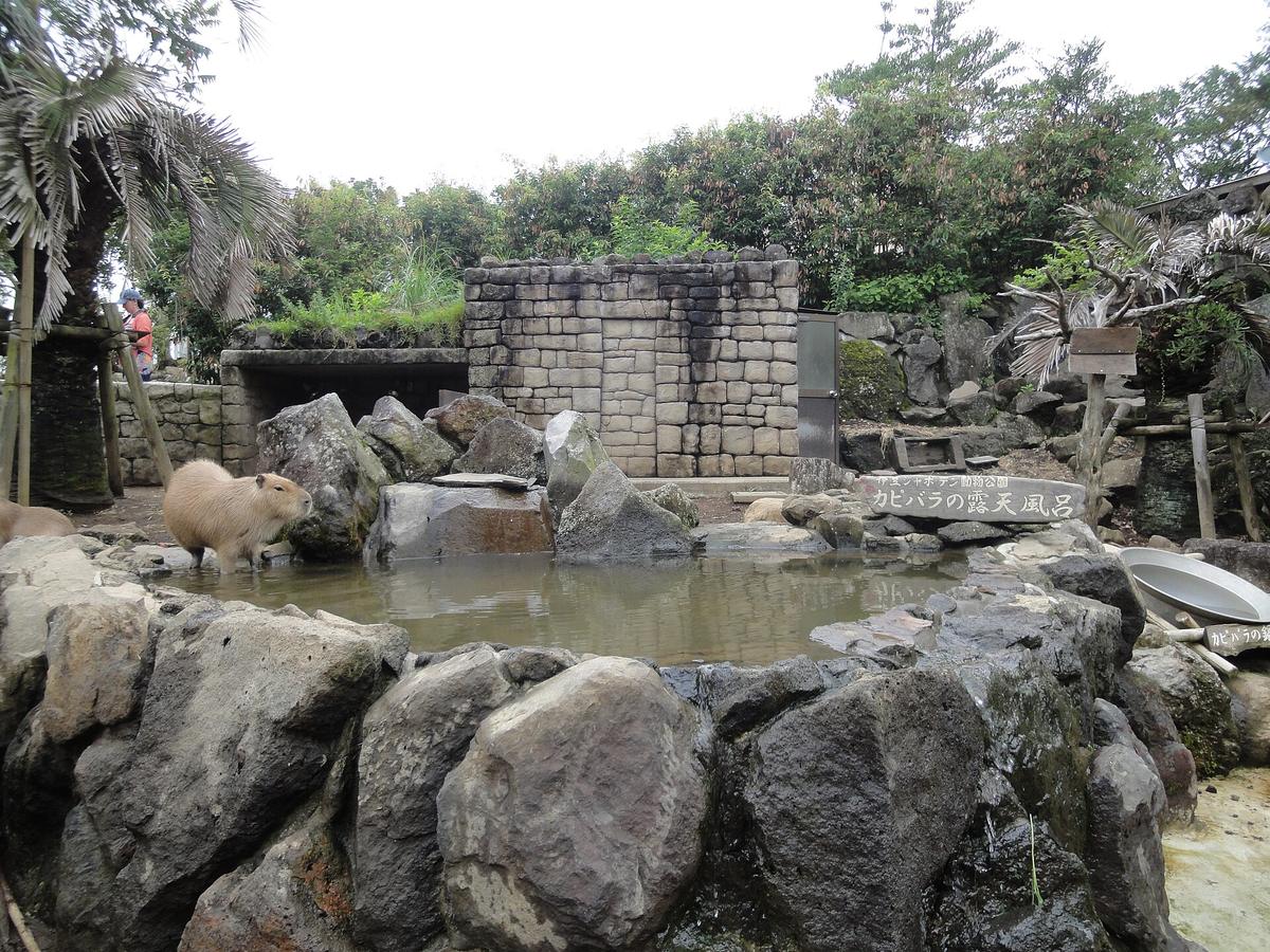 伊豆シャボテン動物公園のカピバラ露天風呂