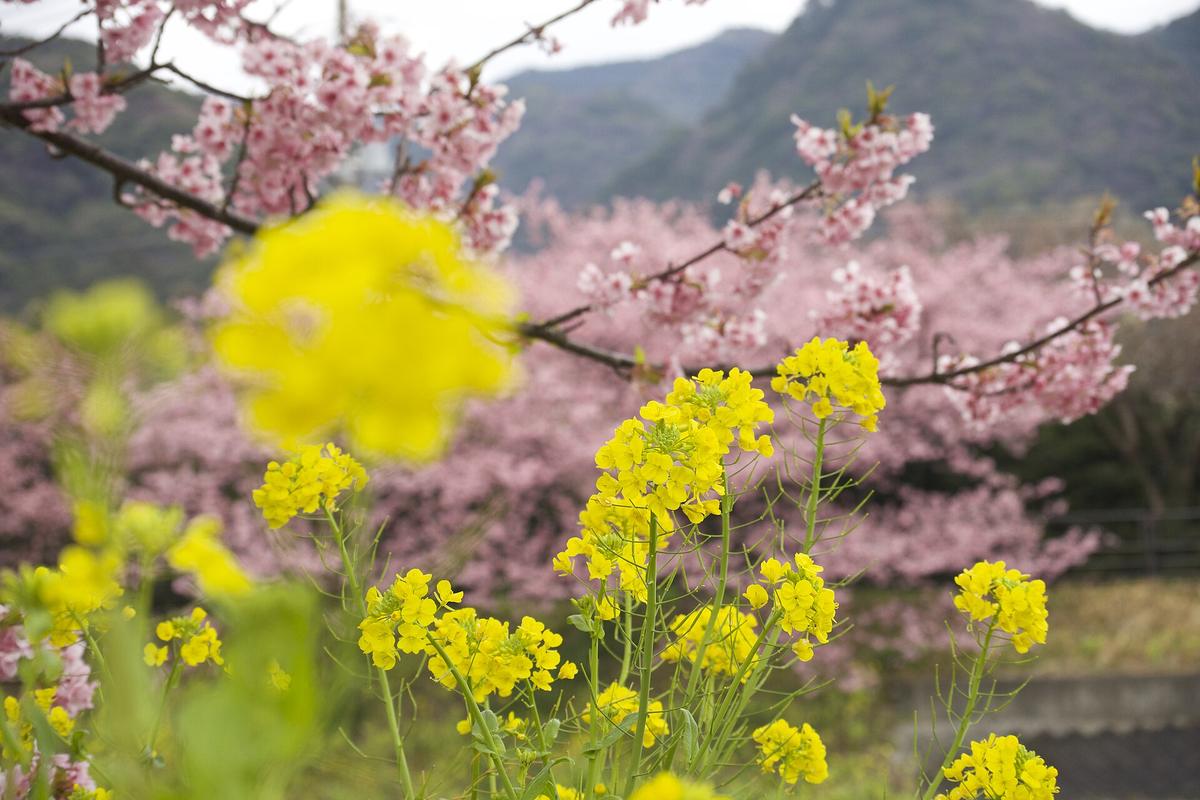 河津桜と菜の花